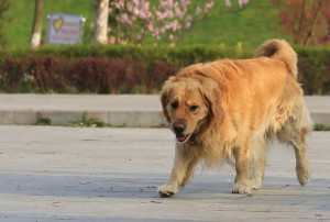 金毛寻回猎犬