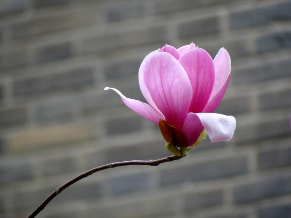 辛夷花 木兰科木兰属植物 搜狗百科 辛夷花 木兰科木兰属植物 搜狗百科
