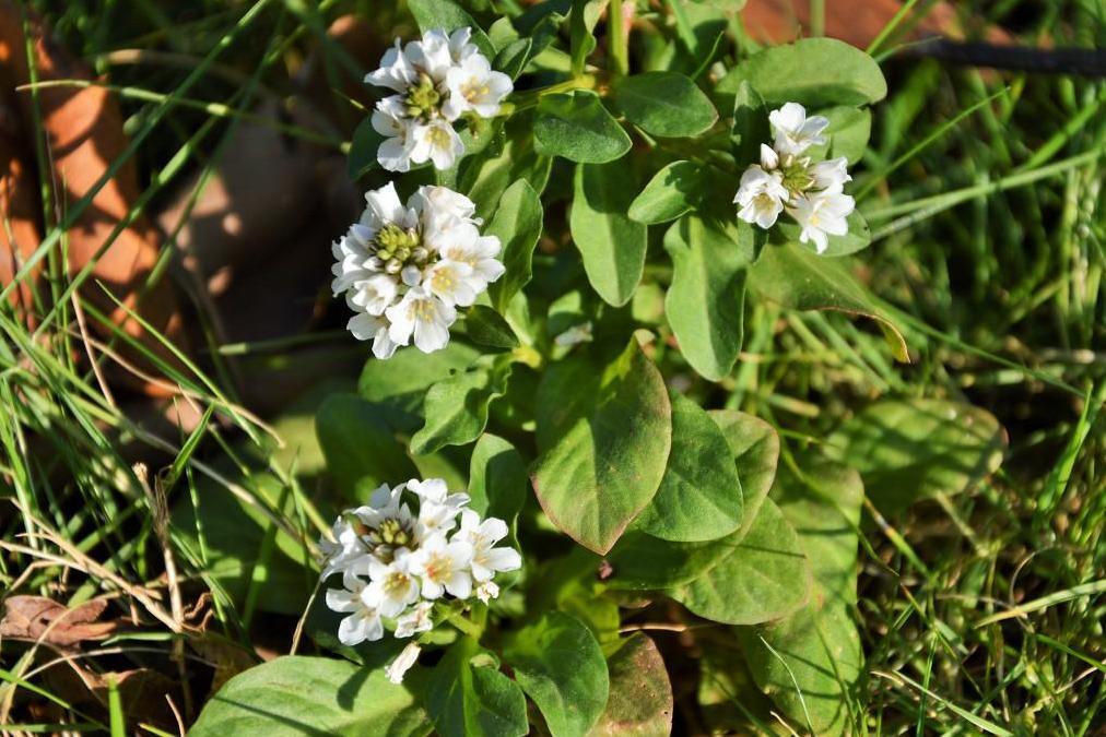 矮桃 报春花科珍珠菜属植物 搜狗百科 矮桃 报春花科珍珠菜属植物 搜狗百科