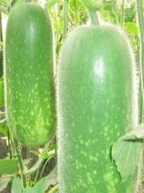 节瓜