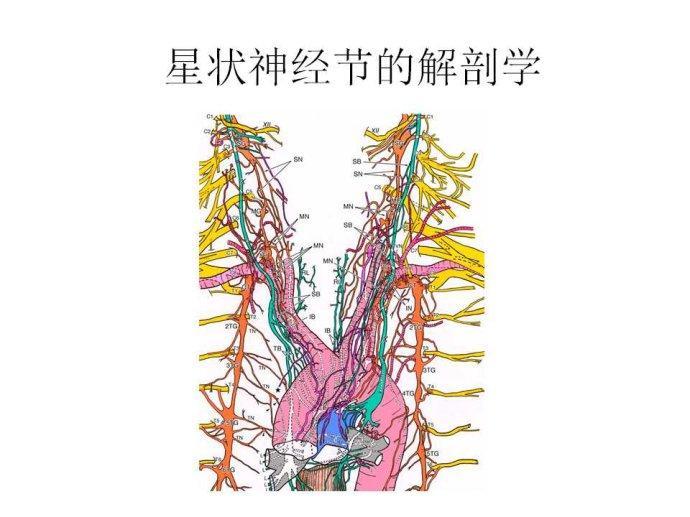 星状神经节解剖定位图片