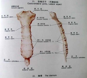 胸骨