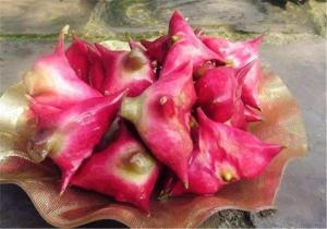 水红菱