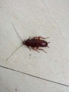 东方蜚蠊