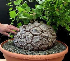 龟甲龙 Dioscorea elephantipes