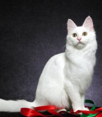 土耳其安哥拉猫