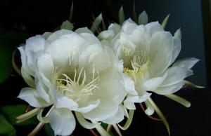 滇西绿绒蒿图册