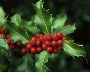 冬青 - 搜狗百科