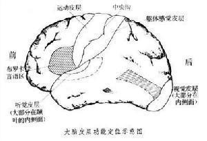 大脑皮层