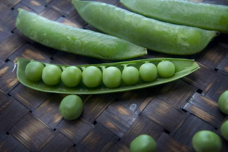 甜豌豆 豆科植物 搜狗百科 甜豌豆 豆科植物 搜狗百科