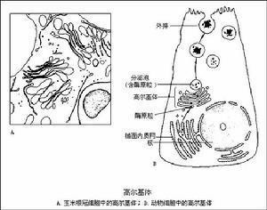 细胞作用