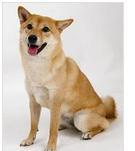 伴侣犬
