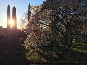 耶鲁春光： The Spring in New Haven