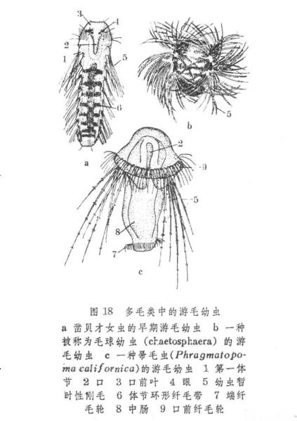多毛类 搜狗百科 多毛类 搜狗百科