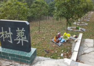 树葬 - 搜狗百科