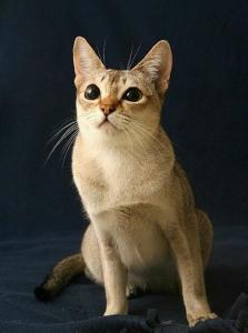 新加坡猫