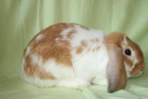 美国迷你垂耳兔 Mini Lop - 侧面