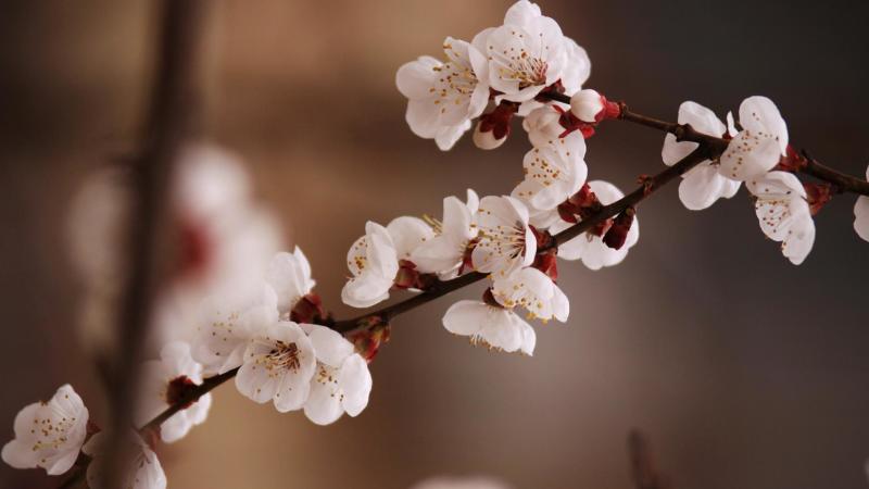 杏花 蔷薇科杏属植物 搜狗百科 杏花 蔷薇科杏属植物 搜狗百科