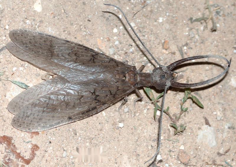 会攻击其他水生昆虫;成虫生活在有岩石的溪流附近蛇蜻蜓(9)生命周期