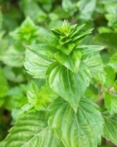 仙人草又名仙草,凉粉草,属一年生草本宿根植物,一年种植可多年受益,高