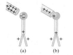 图7 验电器通过(a)感应，(b)传导而带电