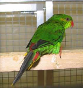 红斑吸蜜鹦鹉图册