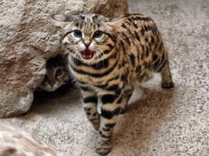 黑足猫