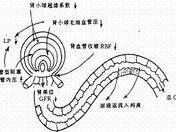 渗透性利尿