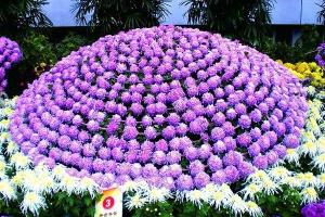 大立菊图册