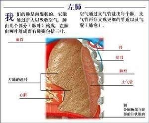 气管