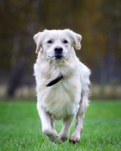 金毛寻回猎犬