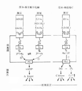 突触后分子机制示意图