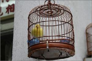 鹦鹉