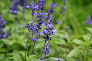 兰花鼠尾草 兰花鼠尾草