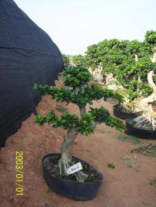 榕树盆景图片集锦
