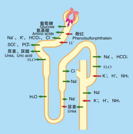 学,医学[1]相关领域人体尿相关过程重吸收中文名词条图册快速导航重