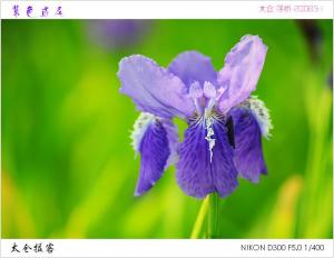 紫色鸢尾