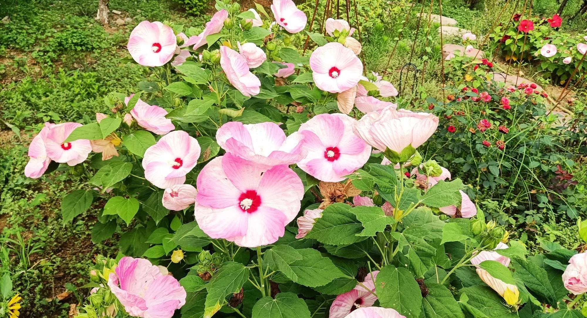 芙蓉葵