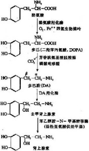 儿茶酚胺的合成