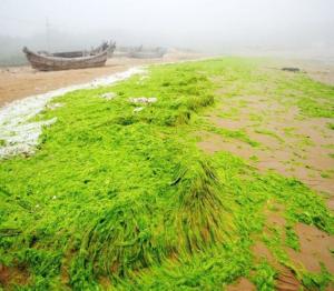 浒苔危害