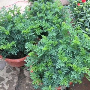 芸香草