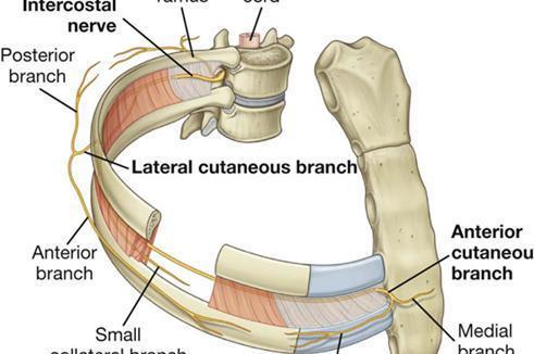 肋间神经痛什么科室 800