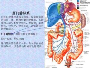 肝门静脉内径图片