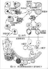 图2-24