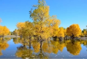胡杨林旅游区