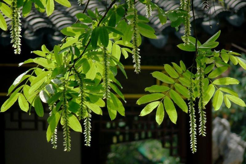 枫杨树(胡桃科枫杨属植物)_搜狗百科