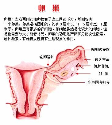 子宫附件