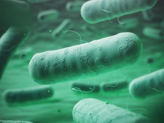 铜绿假单胞菌(6)本菌对化学药物的抵抗力比一般 革兰氏阴性菌强大