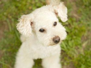 玩具贵宾犬图集5