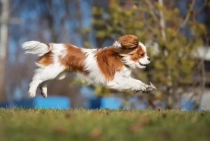 查尔斯王骑士猎犬